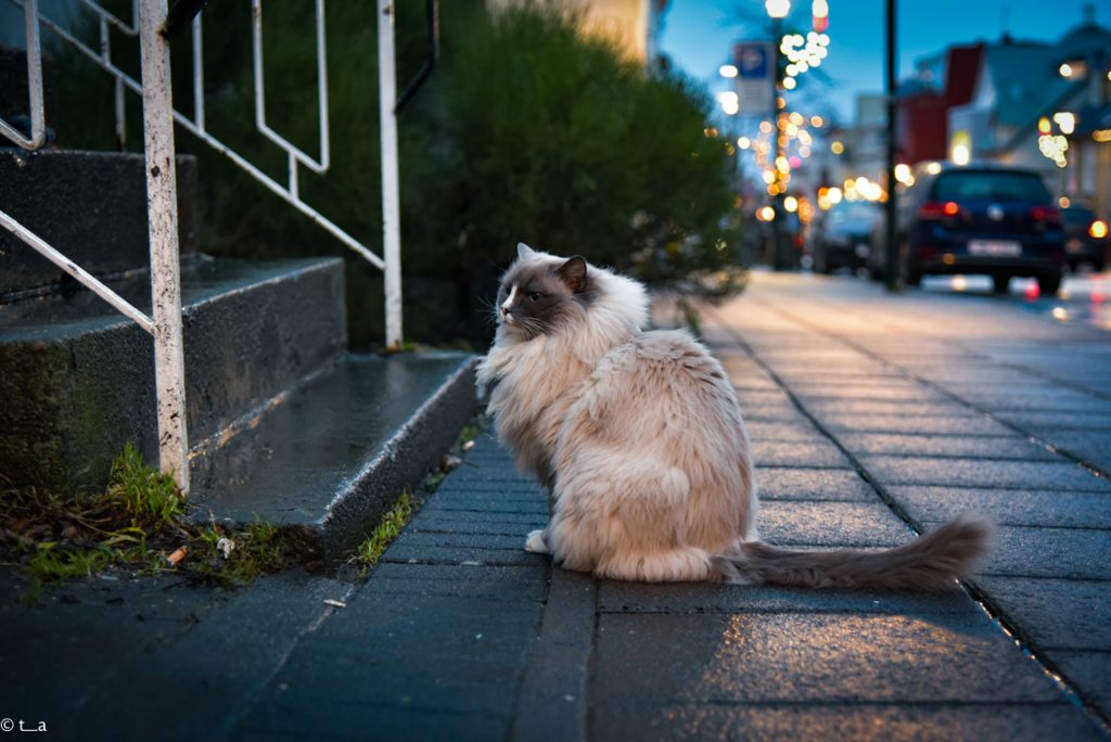 アイスランド レイキャビク 野良猫