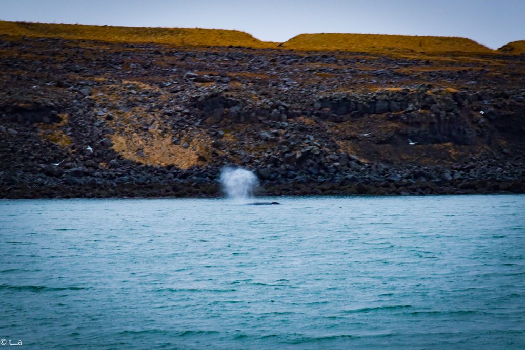 アイスランド ホエールウォッチング 鯨