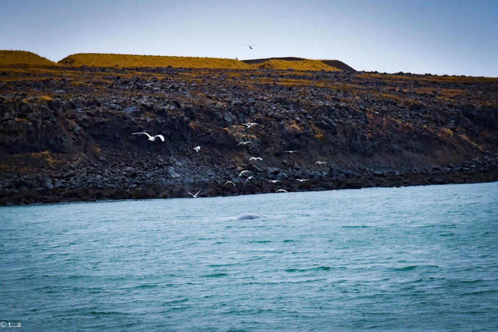 アイスランド ホエールウォッチング 鯨