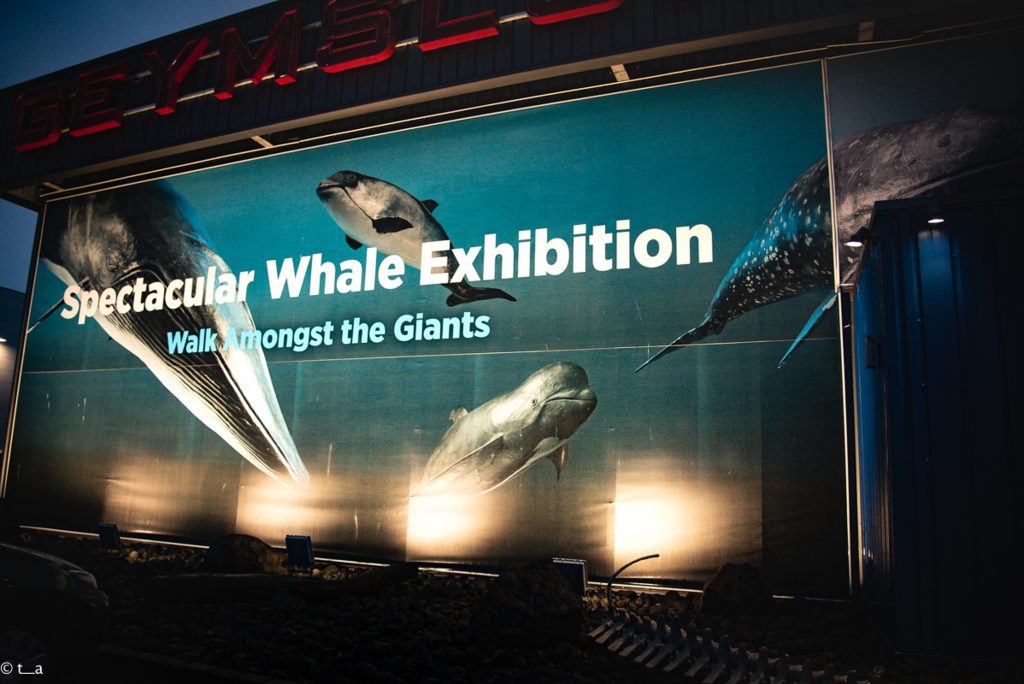 アイスランド  鯨博物館 Whales of Iceland