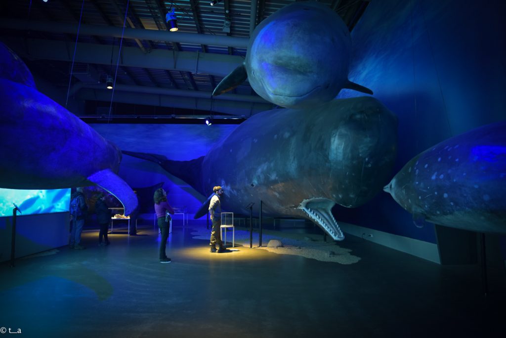 アイスランド  鯨博物館 Whales of Iceland